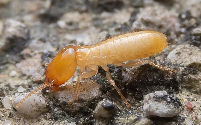 a termite crawling on the ground