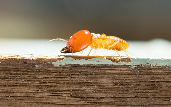a termite crawling on a piece of wood