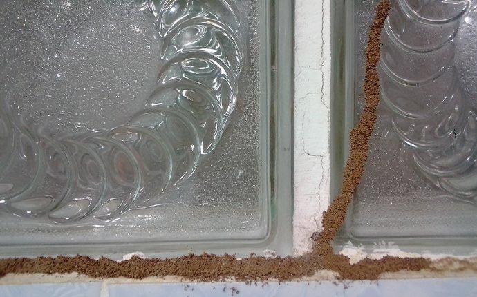 termite tubes on a window