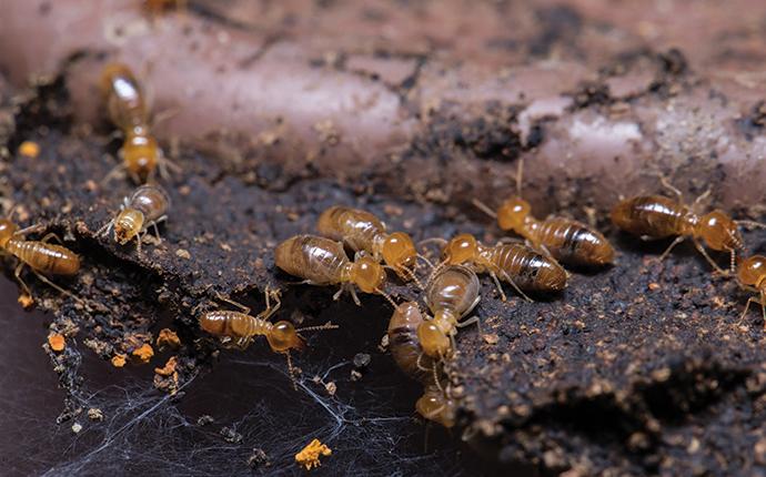 a group of termites eating wood