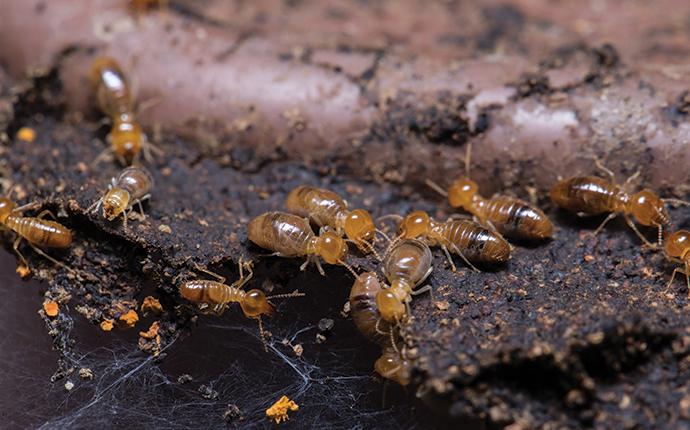 a group termites eating wood