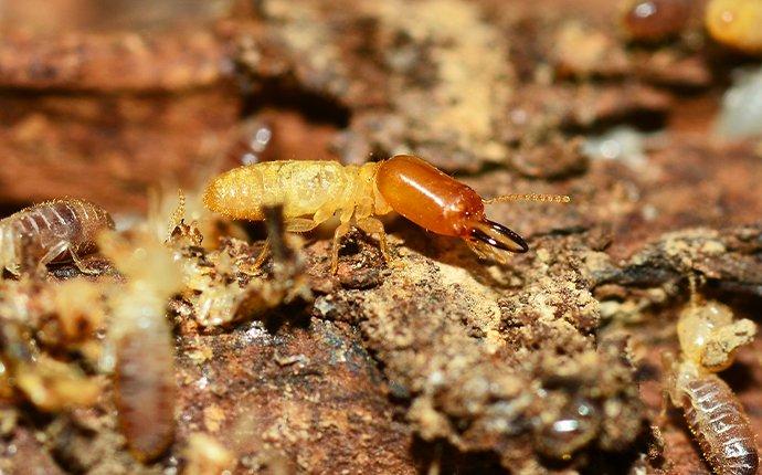 termites chewing wood in warren