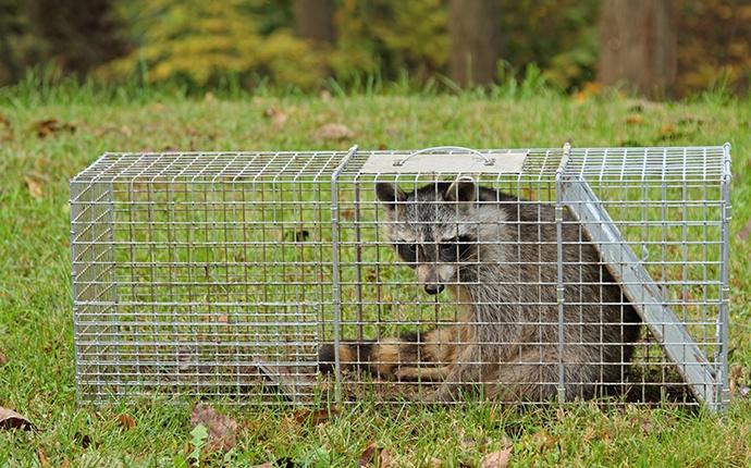 a raccoon in a trap