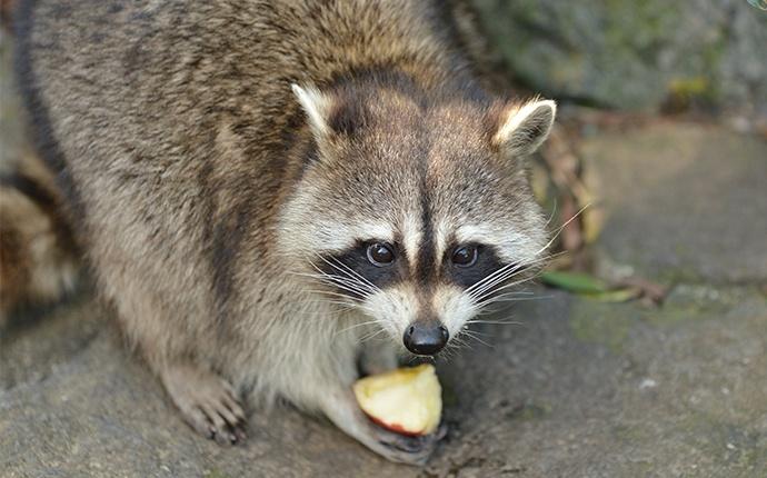 raccoon eating trash