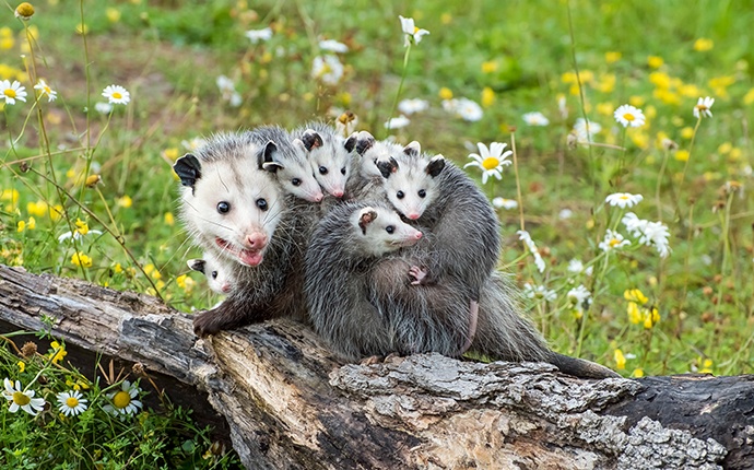 a group of opossums outside
