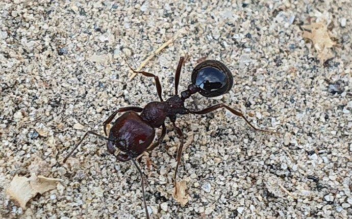 ant crawling on the ground outside a home in wyckoff