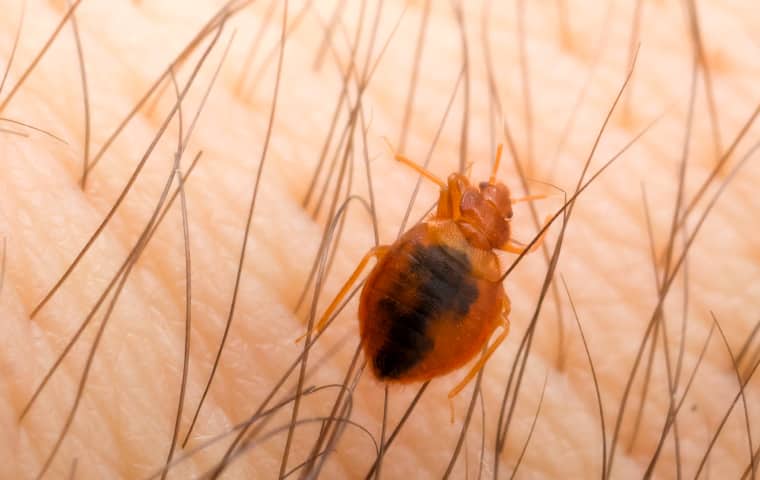 a bed bug crawling on a human inside of a home in malvern pennsylvania