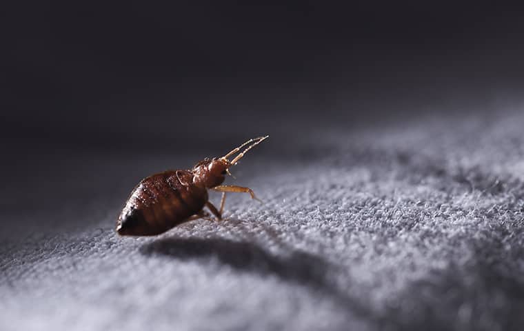 a bed bug crawling on fabric inside of a home in malvern pennsylvania