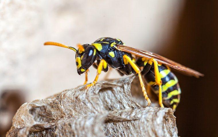 close up of paper wasp on wasp nest