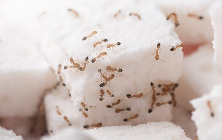 ants crawling on sugar cube