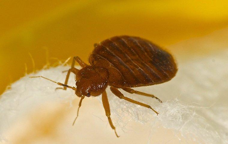 a  bed bug crawling on a bed