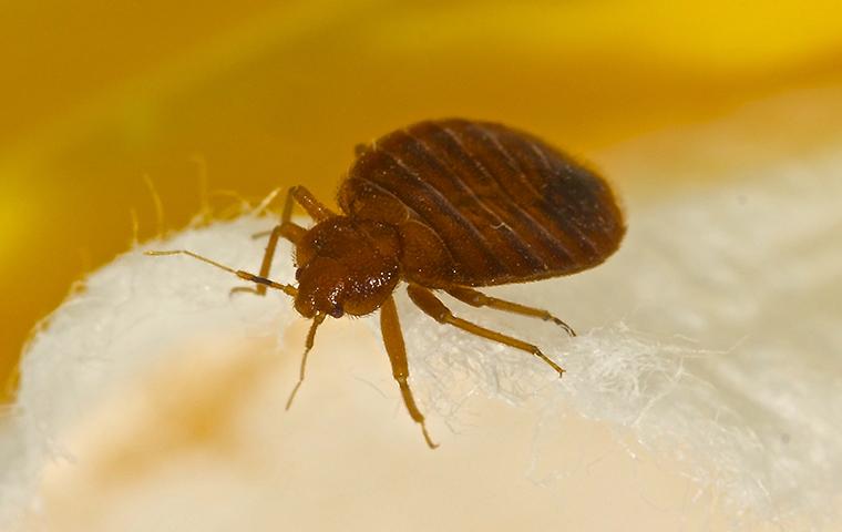 a bed bug crawling on a mattress in a bedroom