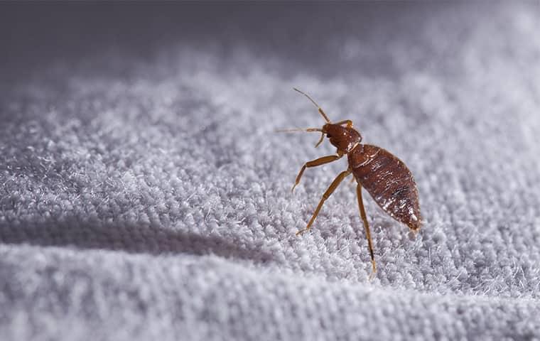 a bed bug crawling through the white linens of a philadelphia bed in the dark of the night