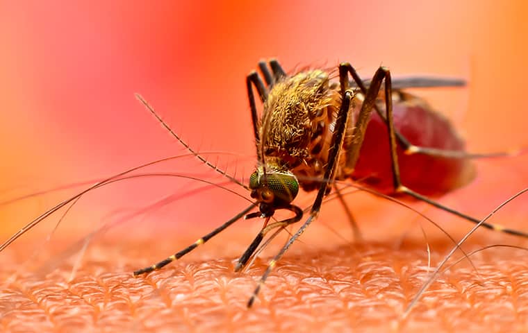 Mosquitoes Spread A Variety Of Deadly Diseases a mosquito biting the arm of a philadelphia pennsylvania resident