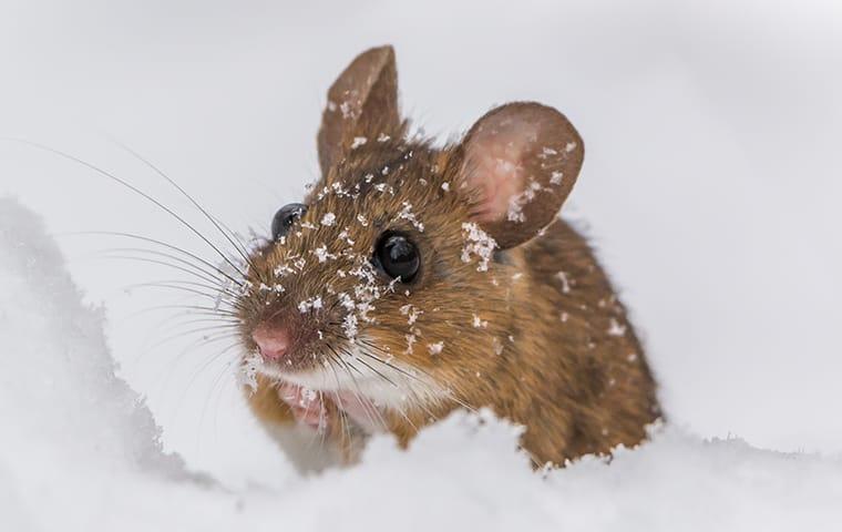 a house  mouse looking to gt out of the snow in wayne pennsylvania