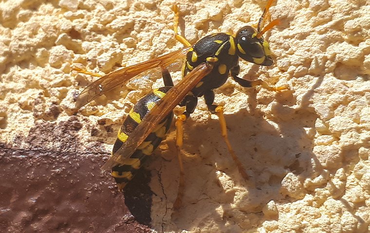 a paper wasp crawling on the exterior of a home