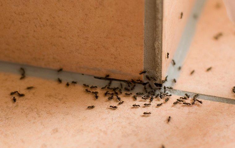 pavement ant on wall