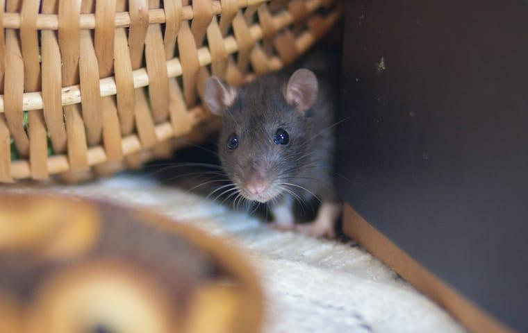 Keep Rodents Out Of Your Home This Fall a small house mouse peaking his head between a wall and a basket in a wayne pennsylvania living room