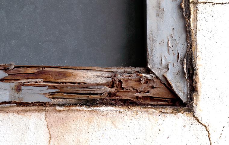 termite damage on a window frame