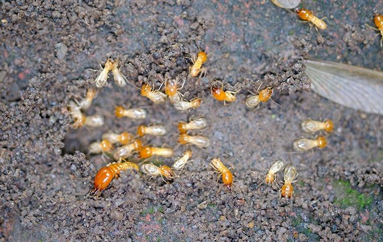 a group of termites outside on the ground