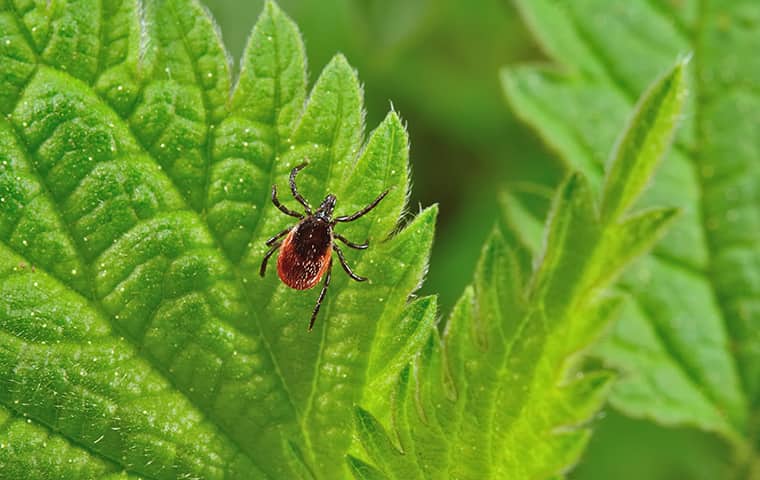 a deer tick crawling on a leaf outside of a home in philadelphia pennsylvania