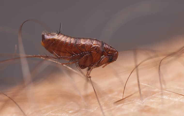a flea crawling on human skin inside of a home in malvern pennsylvania