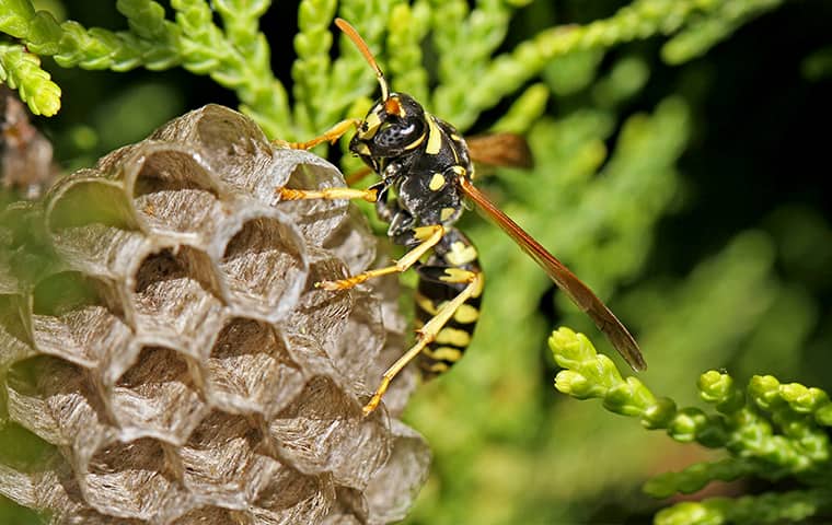 Discover Information About A Variety Of Pests a paper wasp crawling on a nest outside in malvern pennsylvania