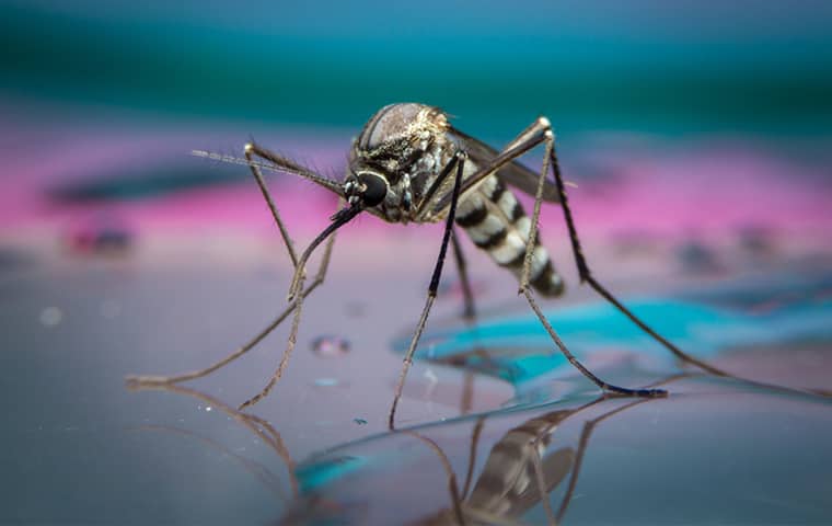 a mosquito on standing water outside of a home in montgomery pennsylvania