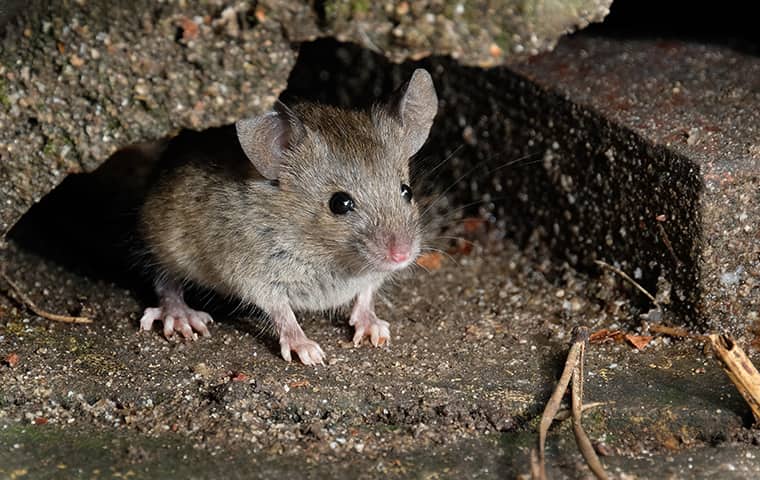 a mouse hiding underneath a home in delaware pennsylvania