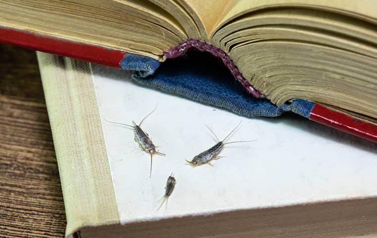 silverfish on a book inside of a home in wayne pennsylvania