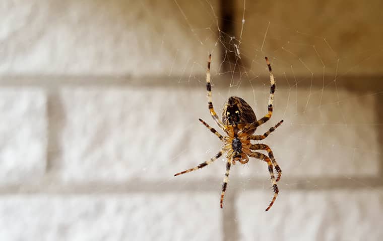 a spider hanging from a web outside of a home in brenmar pennsylvania