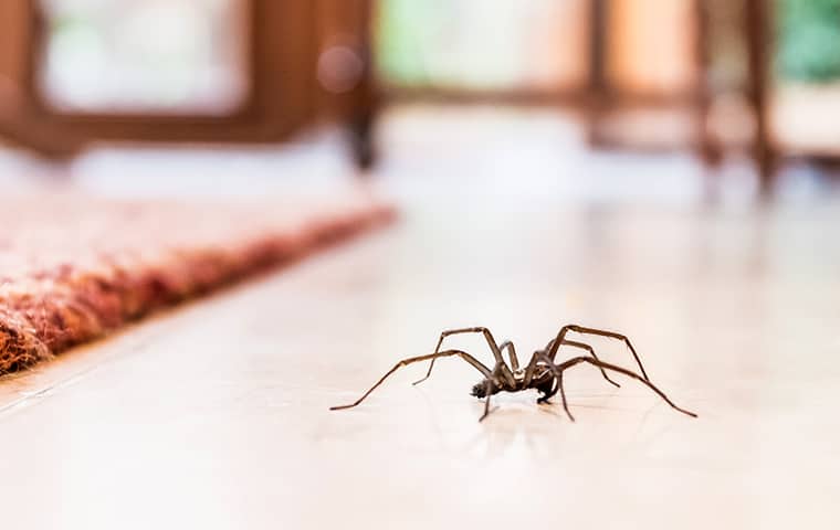 a spider crawling on a table inside of a home in montgomery pennsylvania