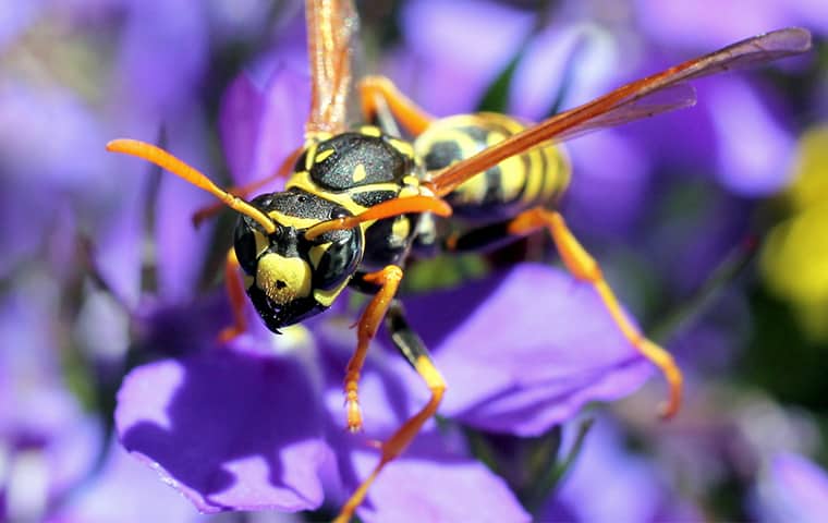 a paper wasp on a purple flower outside of a home in malvern pennsylvania