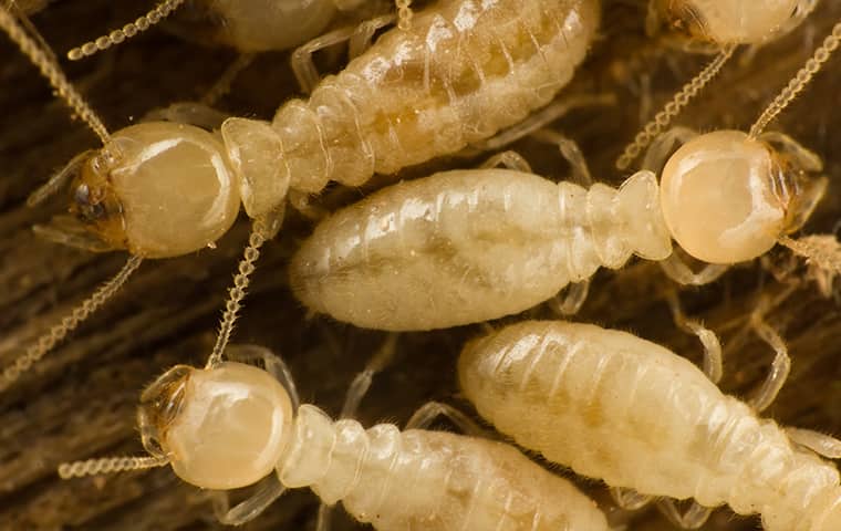a termite infestation inside of a home in wayne pennsylvania