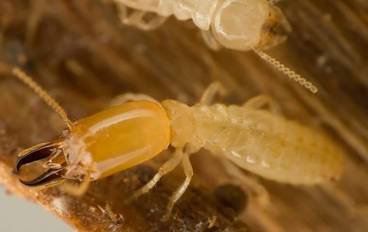 termites eating wood inside of a home in wayne pennsylvania