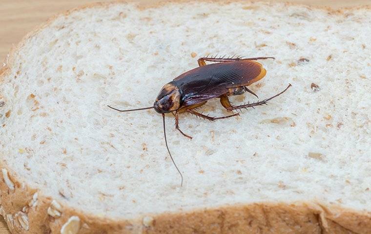 cockroach on a piece of bread