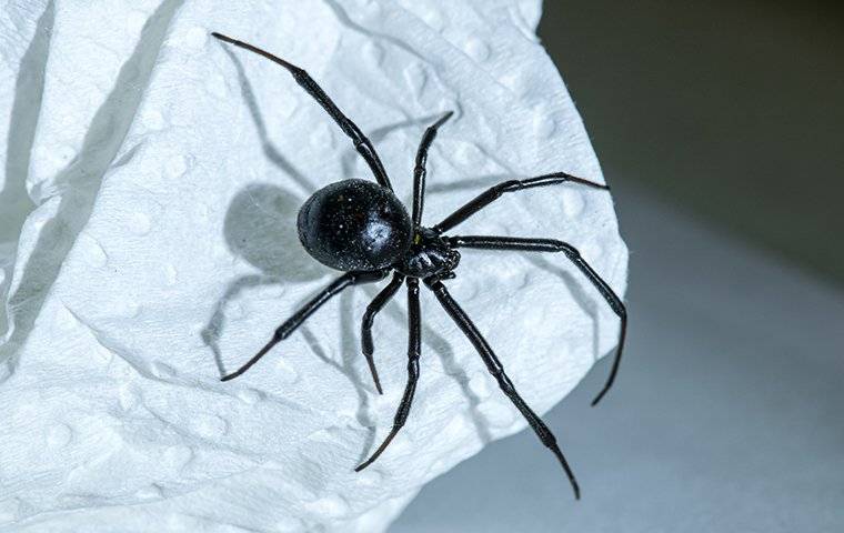 a black widow spider crawling on a paper towel