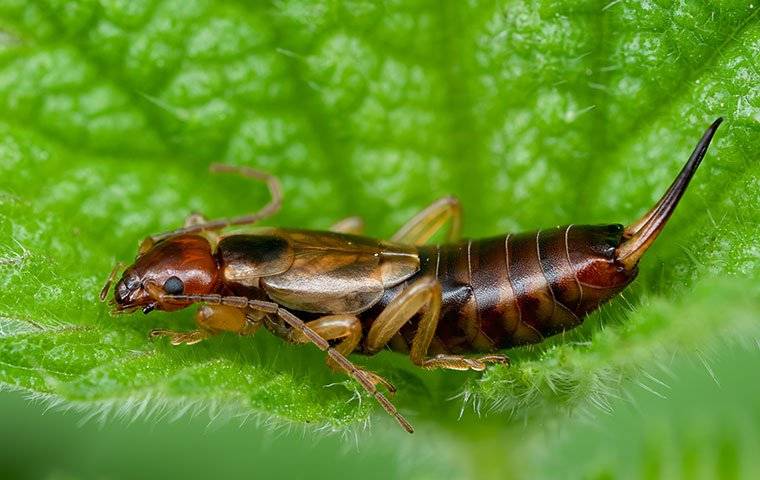 The Full Truth About Earwigs Crawling In Ears