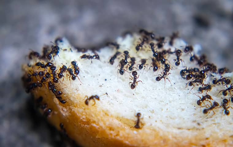 ant on bread