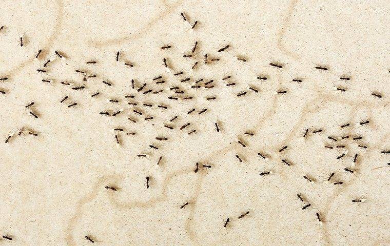 swarm of crazy ants