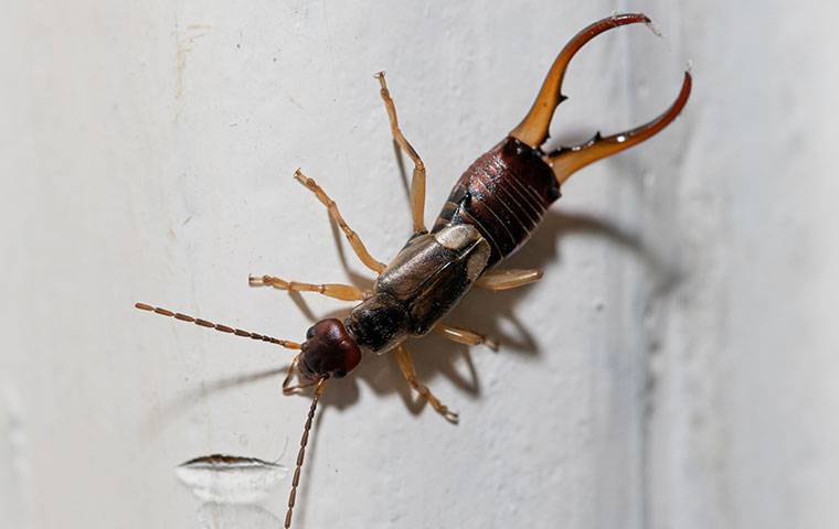 an earwig crawling on a wall in a home