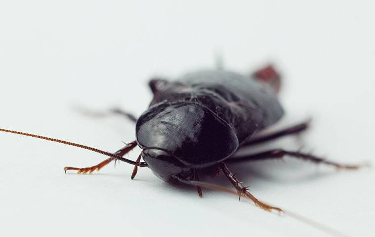 up close image of an oriental cockroach crawling in a kitchen