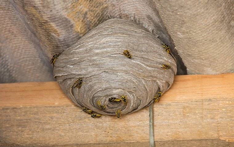 wasp nest on side of house