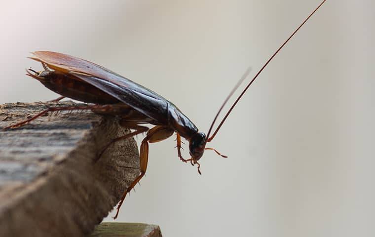 a cockroach on edge of a table