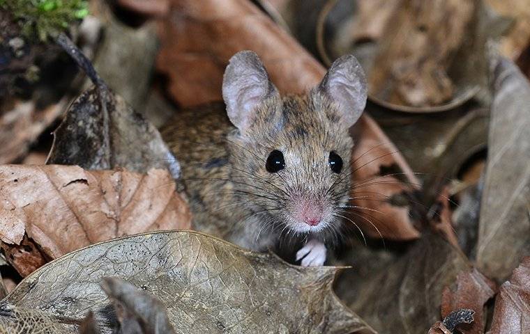 house mouse crawling in leaves