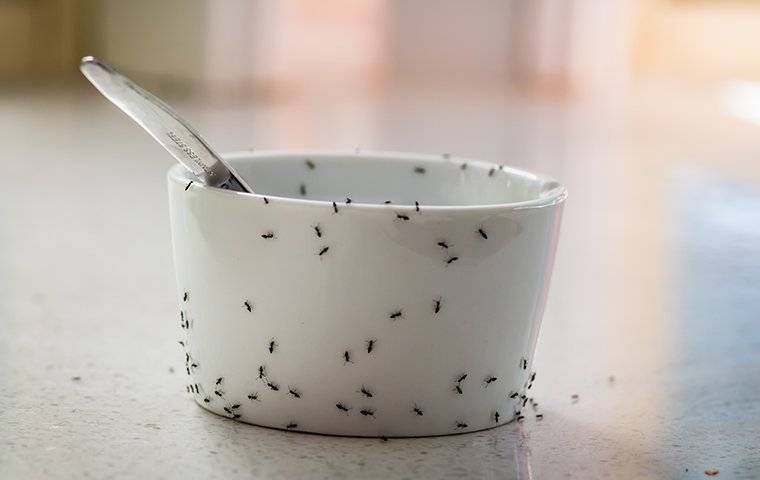 ants on a bowl
