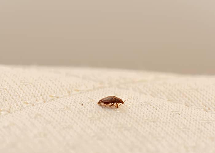 bed bug infestation inside a portland maine home that requires professional treatment