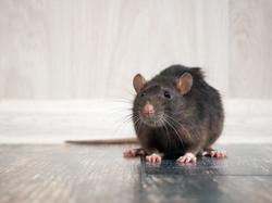 rodent inside maine home