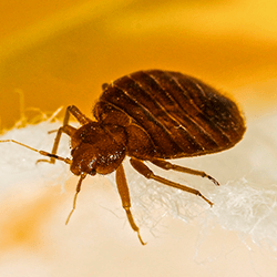 How To Avoid Encounters With Biting Bed Bugs bed bug crawling on bed in augusta maine