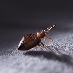 bed bug crawling in southern maine home